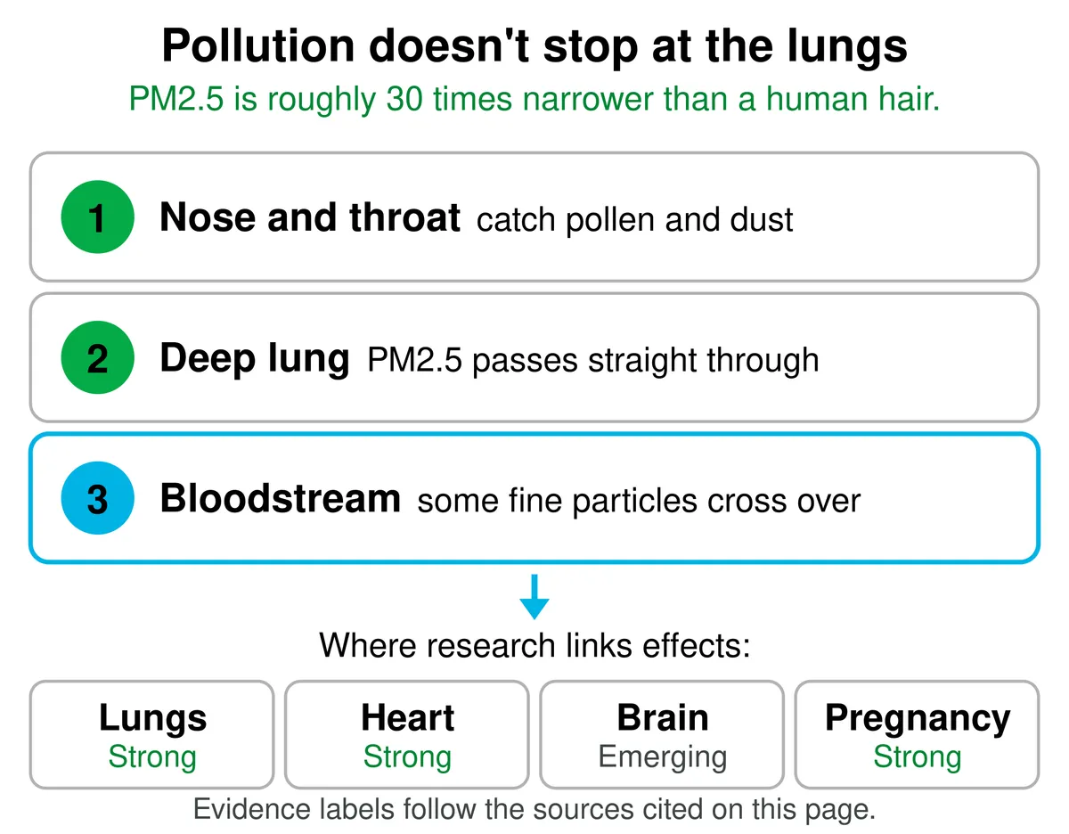 Diagram: pollen and dust are caught by the nose and throat, PM2.5 passes through the deep lung, and some fine particles cross into the bloodstream, where research links effects in the lungs, heart, brain and pregnancy.