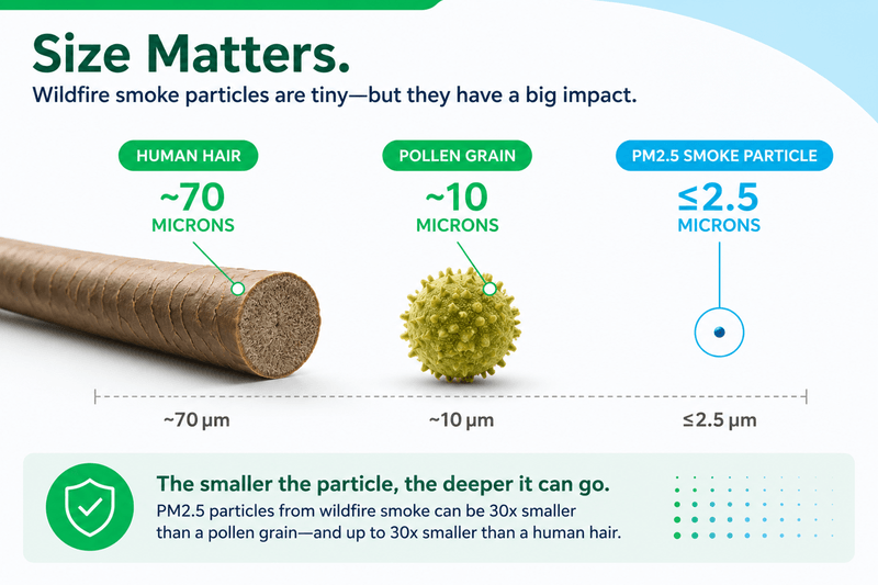 Size comparison showing a PM2.5 wildfire smoke particle next to pollen and a human hair.