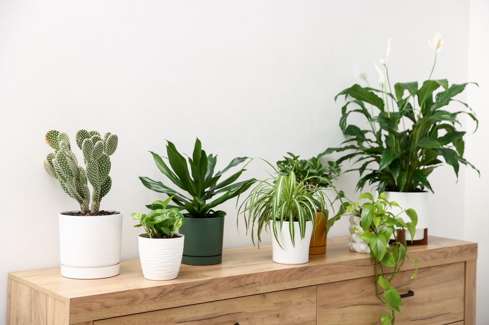 Top 10 Best Indoor Air-Purifying House Plants with Names
