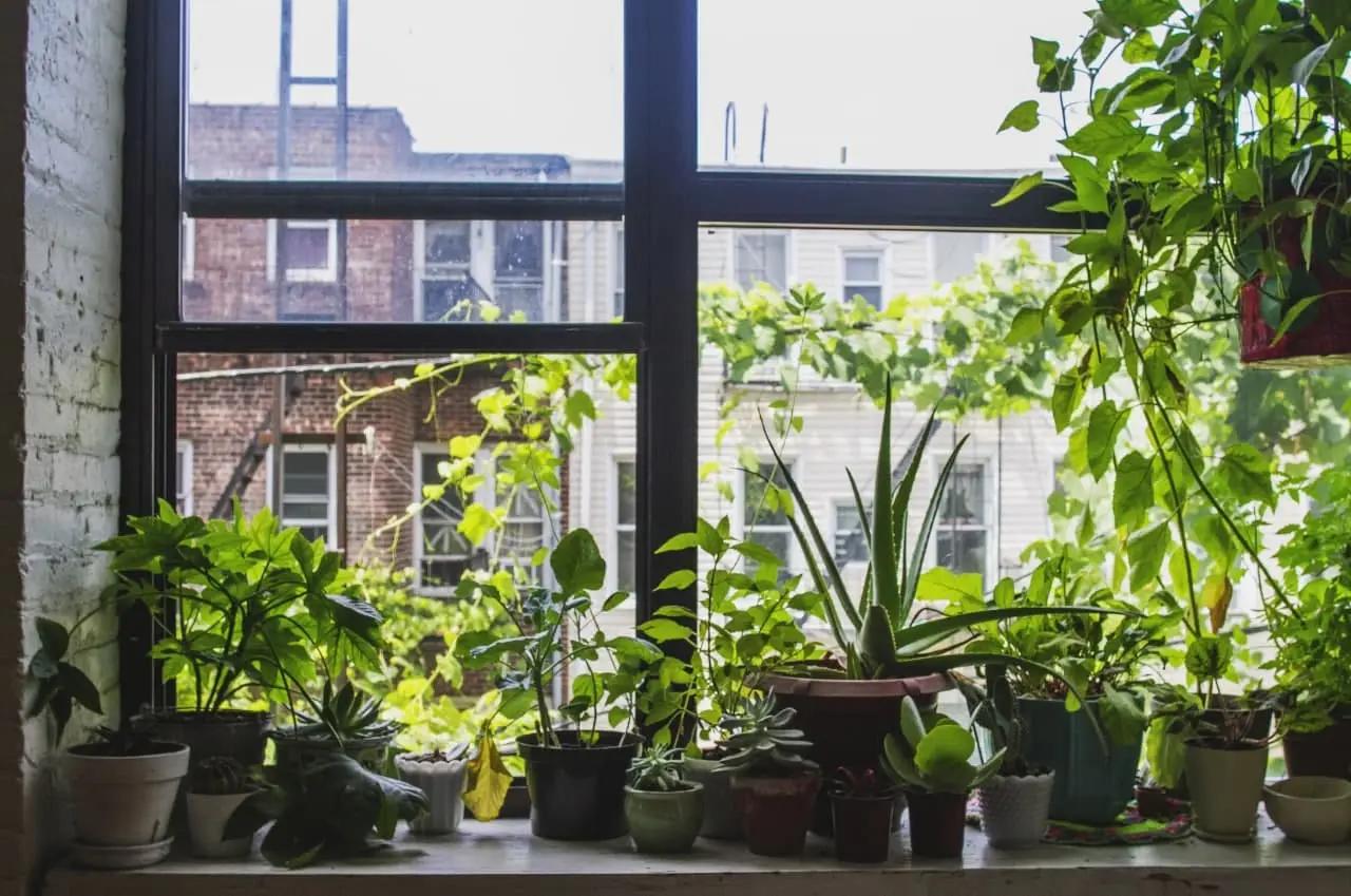 View of indoor plants on a windowsill with sunlight and city buildings in the background. 
