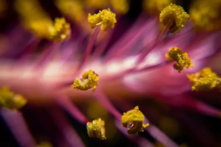When is Pollen Allergy Season in Florida - View of vibrant flower pollen under a macro lens, showing one of the main allergy triggers during pollen season.