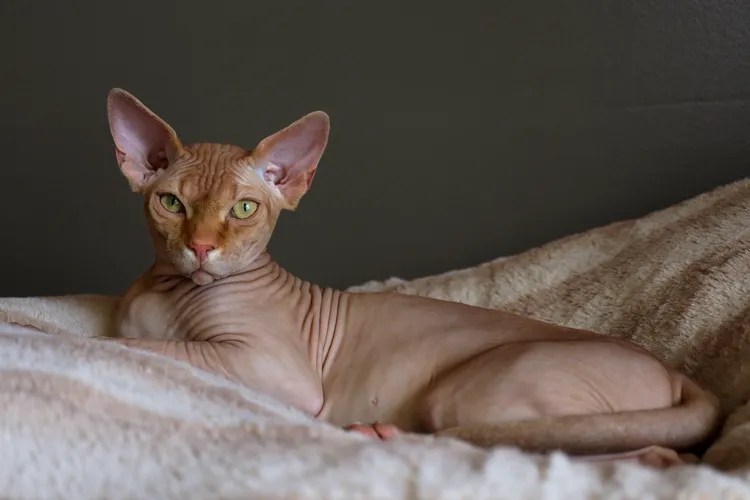View of a Sphynx cat resting on a soft beige blanket, a hypoallergenic breed known for having no fur and being a great pet option for allergy sufferers