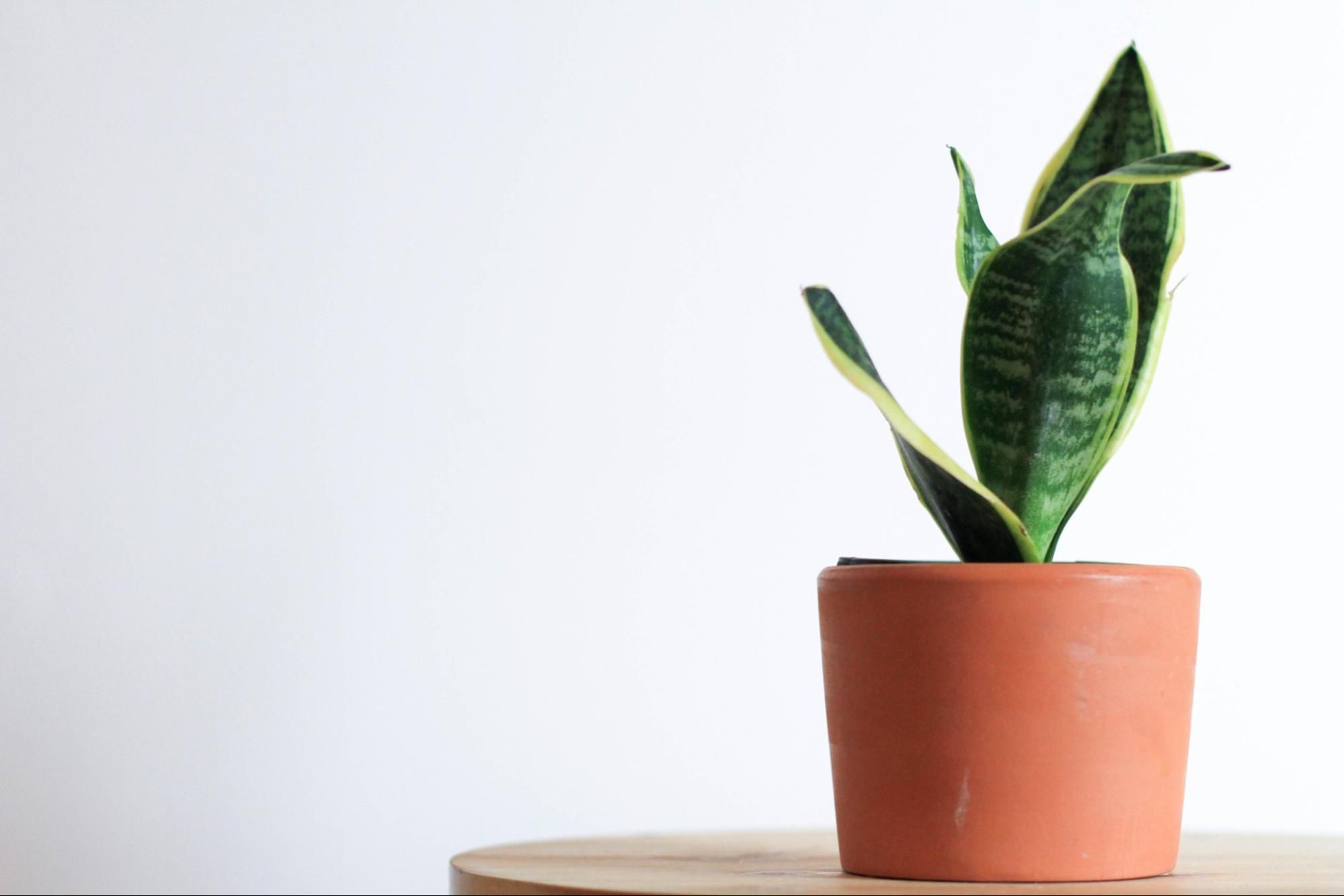 Potted snake plant on a wooden table