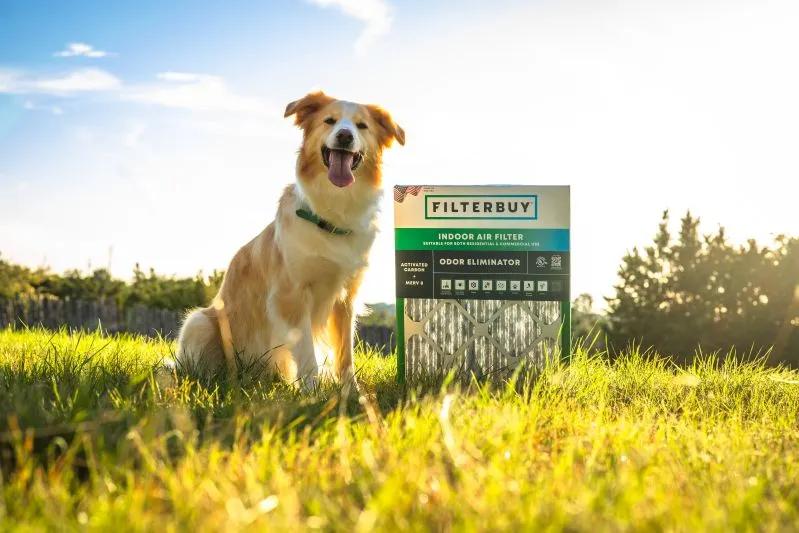 View of a golden retriever sitting next to Filterbuy indoor air filter box in a grassy field on a sunny day