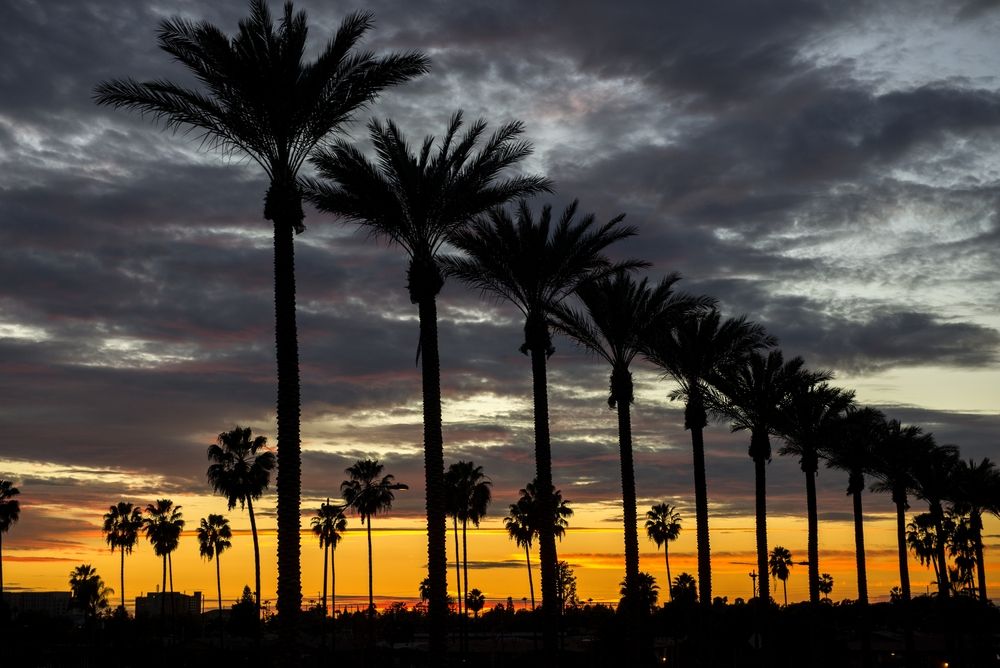 A silhouette of tall palm trees against a vibrant sunset sky with colorful clouds, capturing a peaceful and tropical evening atmosphere.