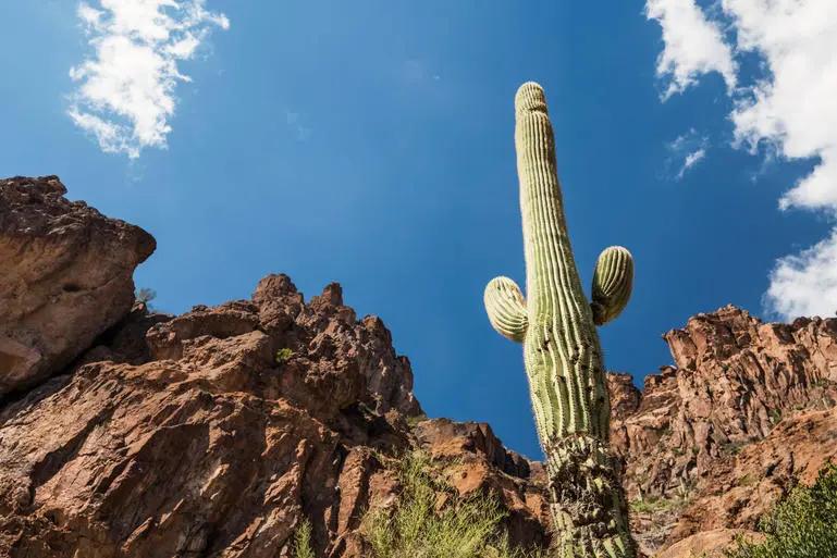 The Hottest City in Every State - Infographics of a towering cactus and rocky terrain, representing extreme heat conditions in Southwestern states