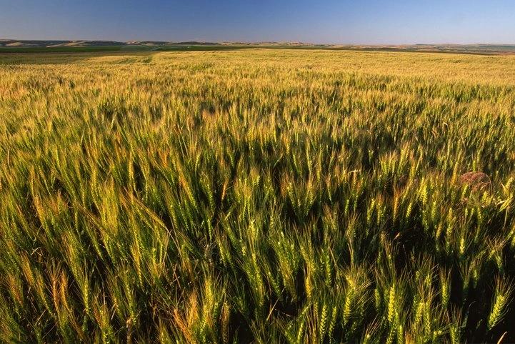 The Hottest City in Every State - Infographics of Washington’s hottest city, famous for sun-drenched fields